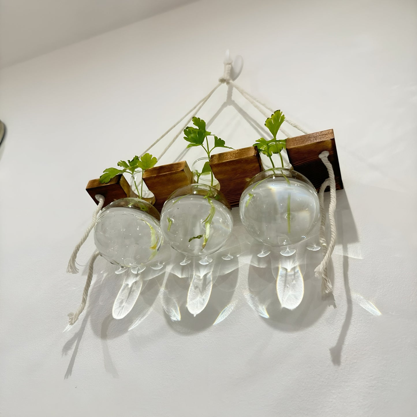 Hanging Hydroponic System, 1-Tier Bulb Glasses Propagate Wall Hanging Plant Clipping Pothos Propagation System