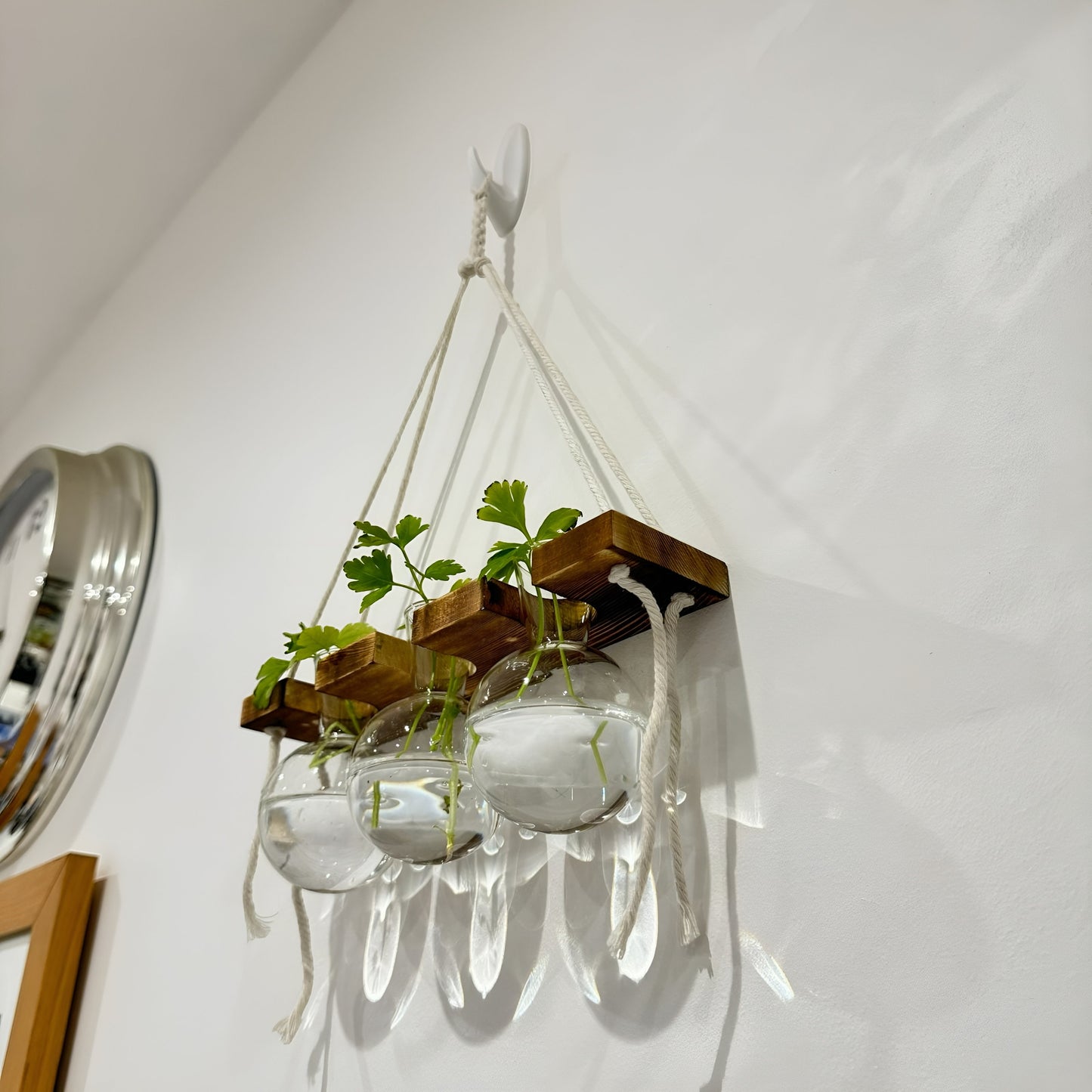 Hanging Hydroponic System, 1-Tier Bulb Glasses Propagate Wall Hanging Plant Clipping Pothos Propagation System