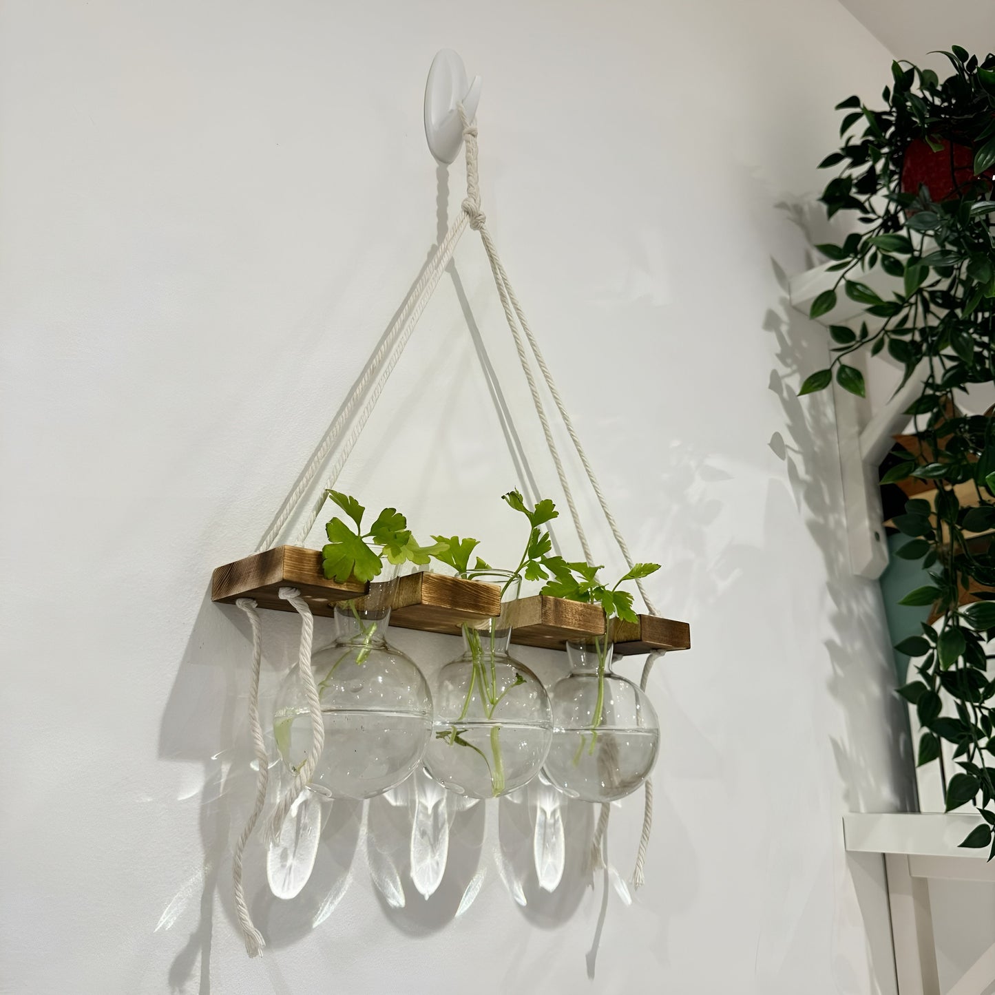 Hanging Hydroponic System, 1-Tier Bulb Glasses Propagate Wall Hanging Plant Clipping Pothos Propagation System