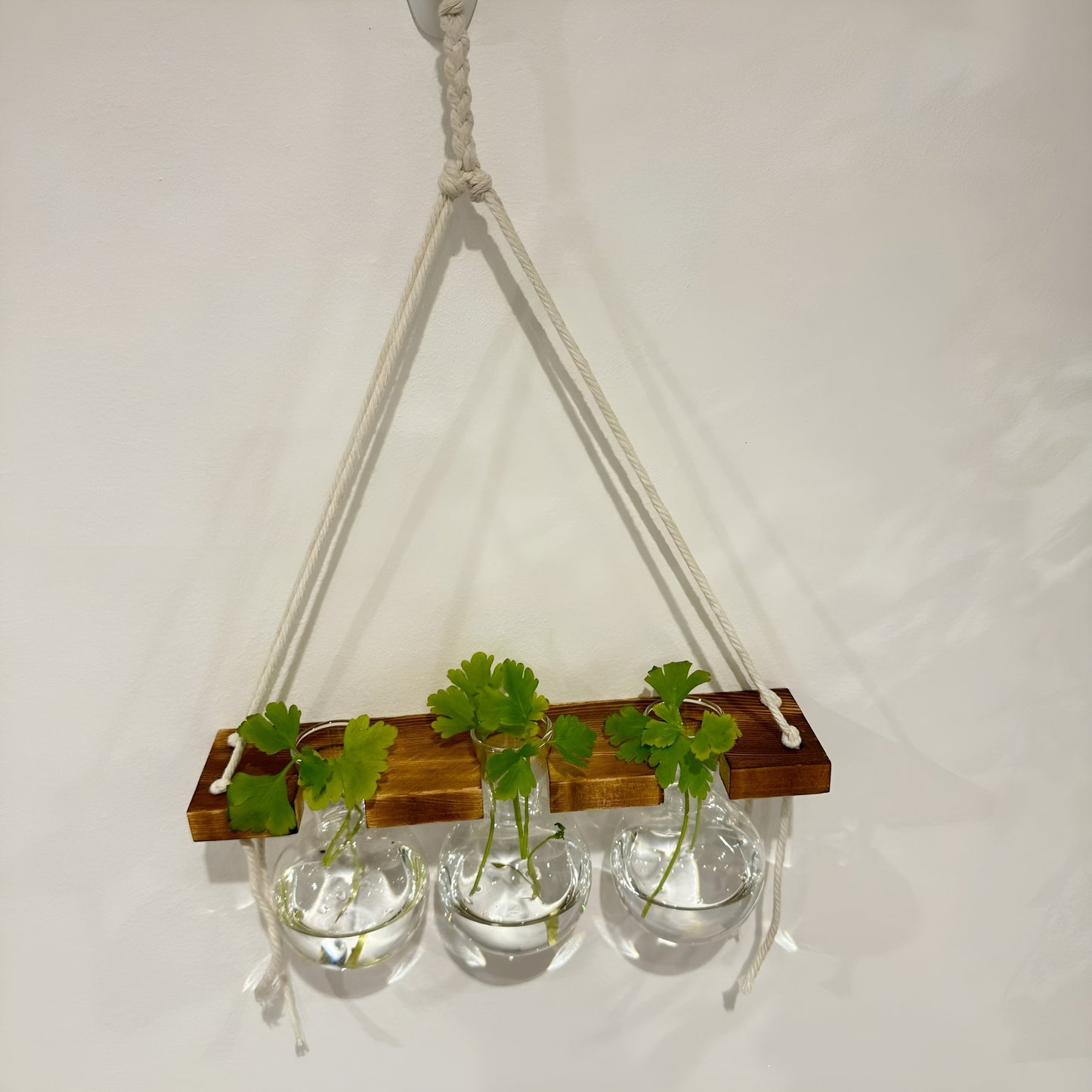 Hanging Hydroponic System, 1-Tier Bulb Glasses Propagate Wall Hanging Plant Clipping Pothos Propagation System